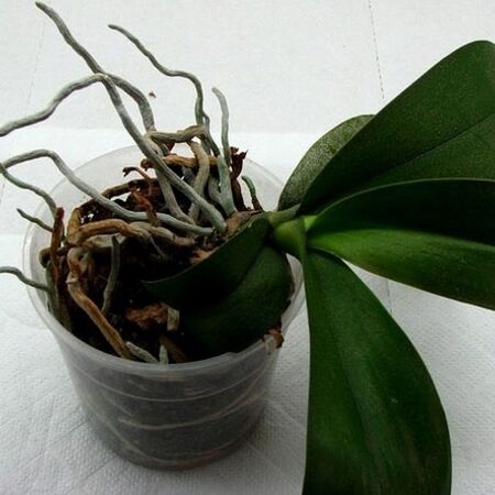 Как омолодить орхидею в домашних условиях, как пересадить и обновить старую